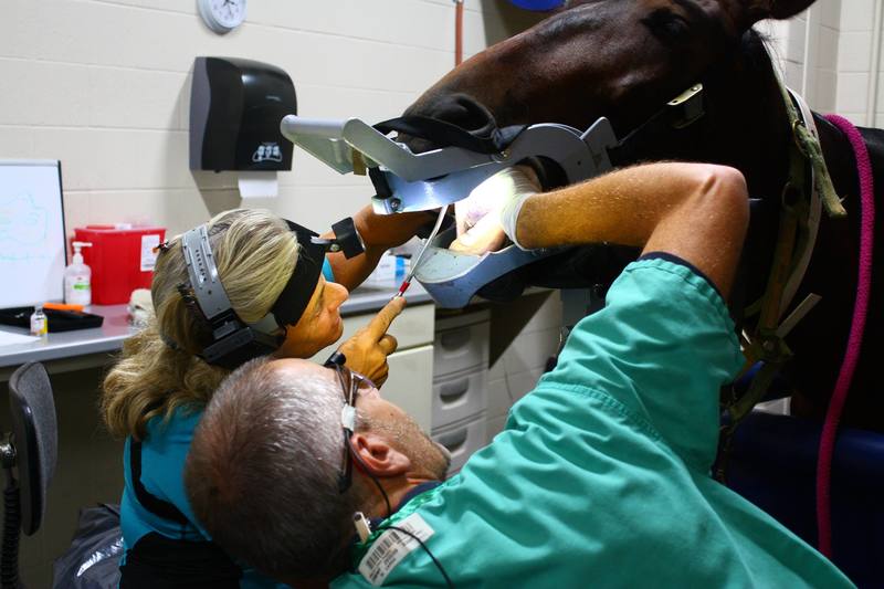 2-dniowy kurs: Nowoczesne techniki diagnostyczne i terapeutyczne w stomatologii koni